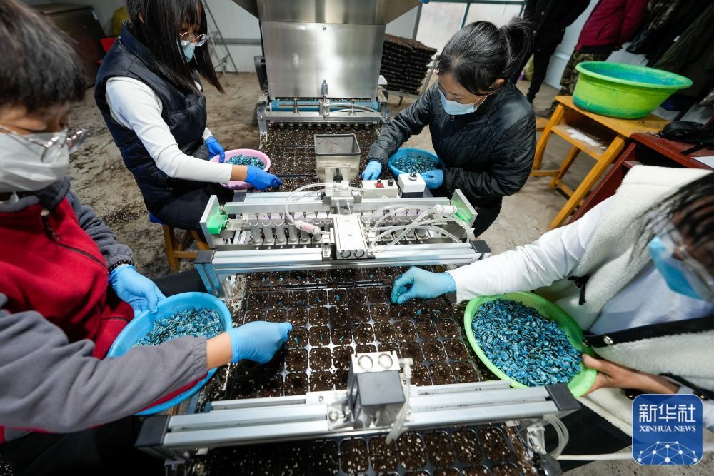 河北乐亭：寒冬时节育苗忙