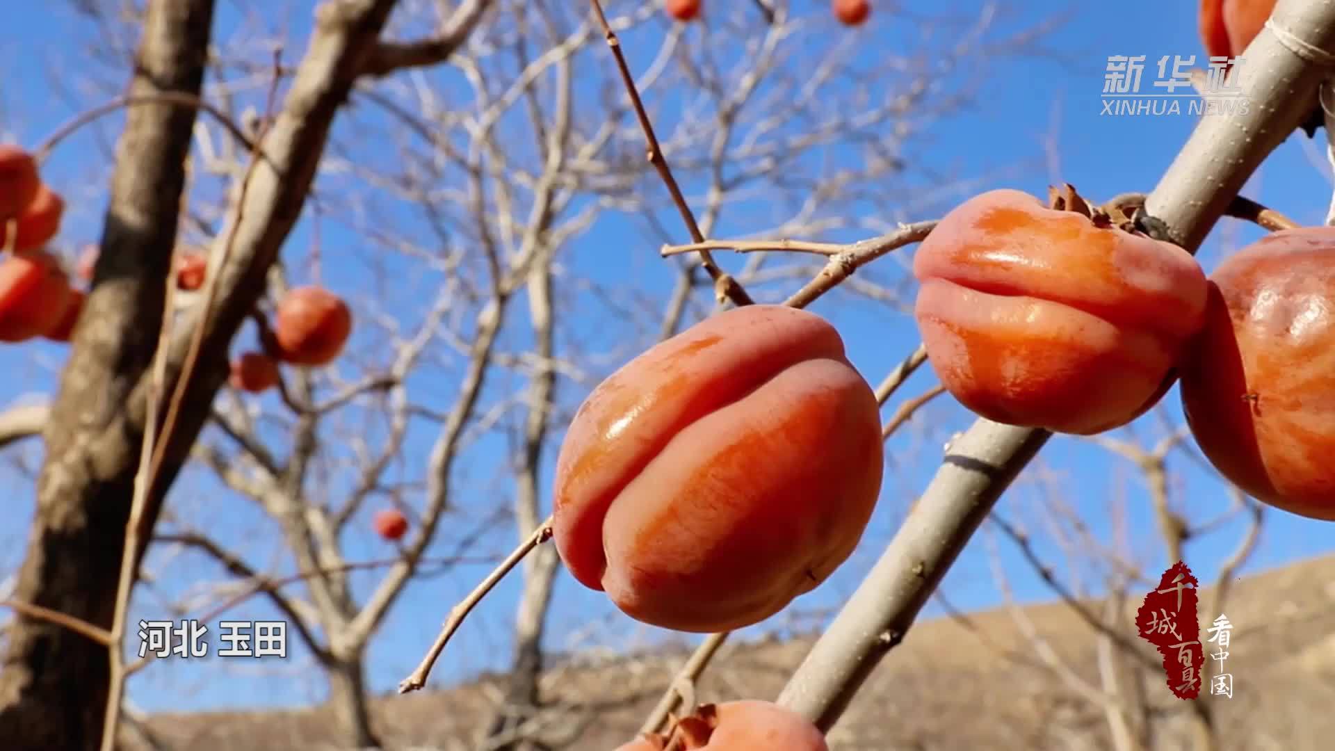 千城百县看中国｜河北玉田：好柿成“霜”来