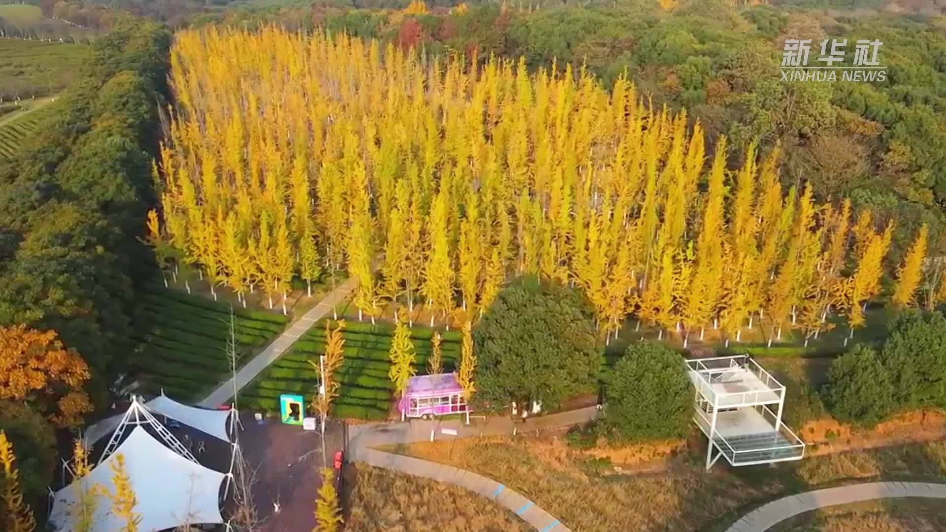 江西南昌：凤凰沟迎最佳赏叶季