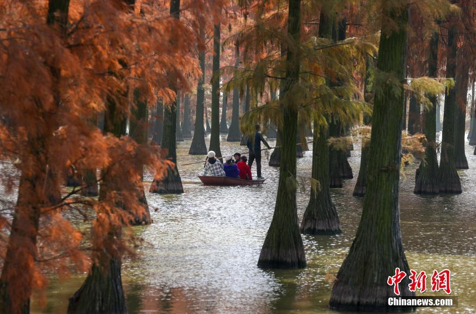 武汉涨渡湖“水上森林”迎来最佳观赏时节