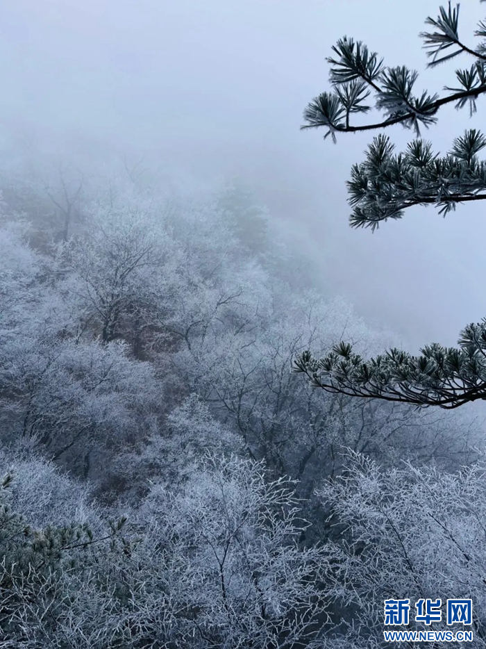 远观树冠似烟似雾，近看树枝晶莹剔透。新华网发（雷朝阳　摄）