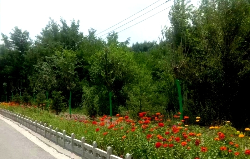 农村公路绿化美化