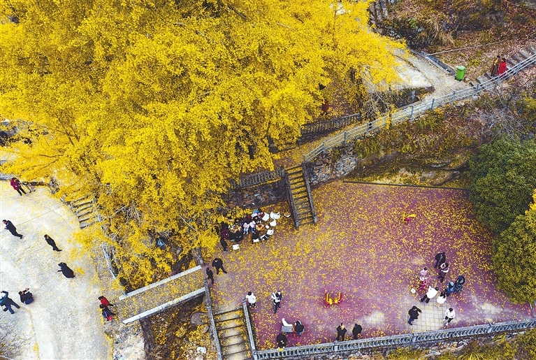 横峰县:银杏迎客(图)凤凰网江西_凤凰网