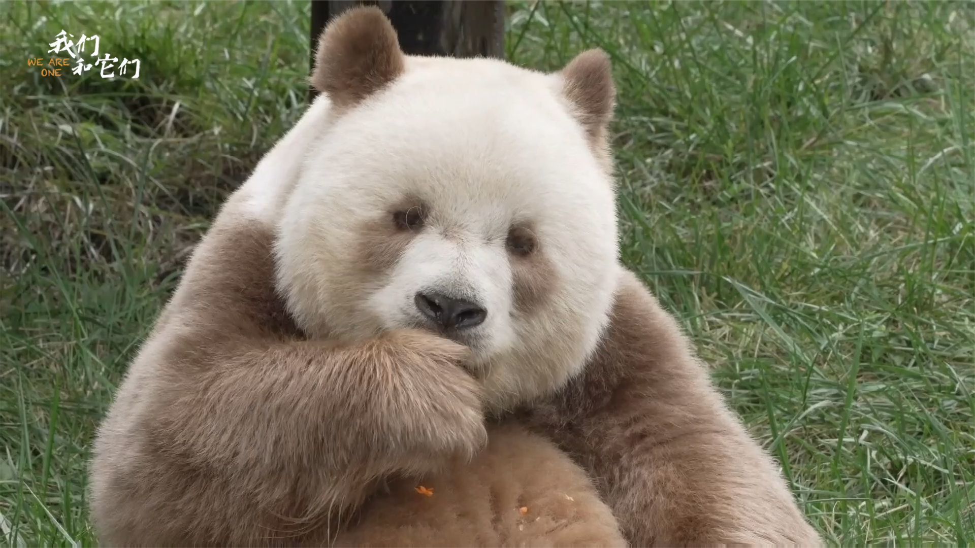 七仔！全球唯一棕色大熊猫！😍真的实在太可爱了啦！🐼 - Silkytrend
