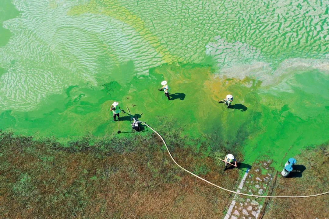 安徽巢湖岸边,工人在拦截,打捞蓝藻.图/中新