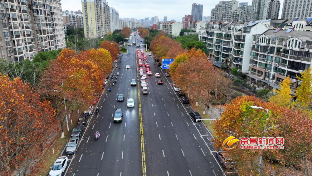 南昌：梧桐叶红美如画（图）