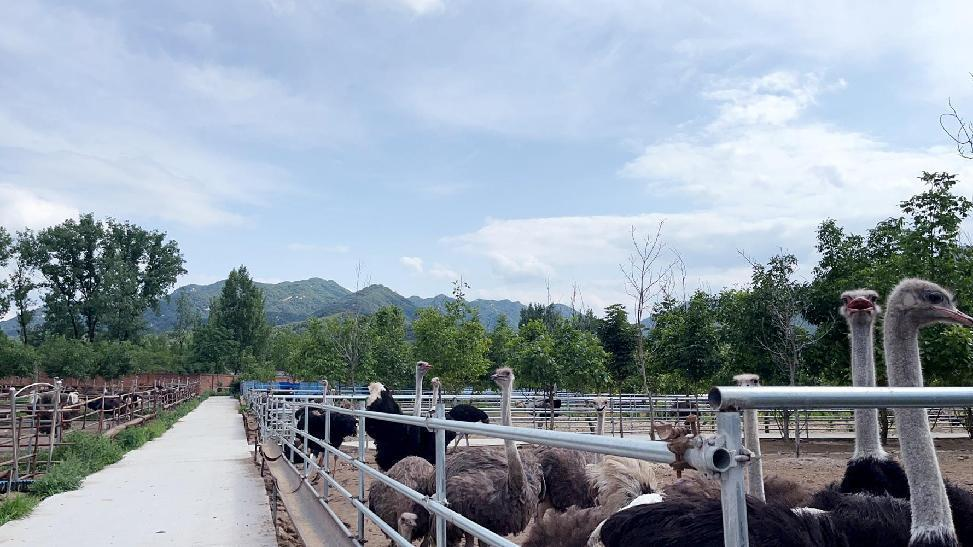 和美乡村雁鸣庄 鸵鸵特色产业旺