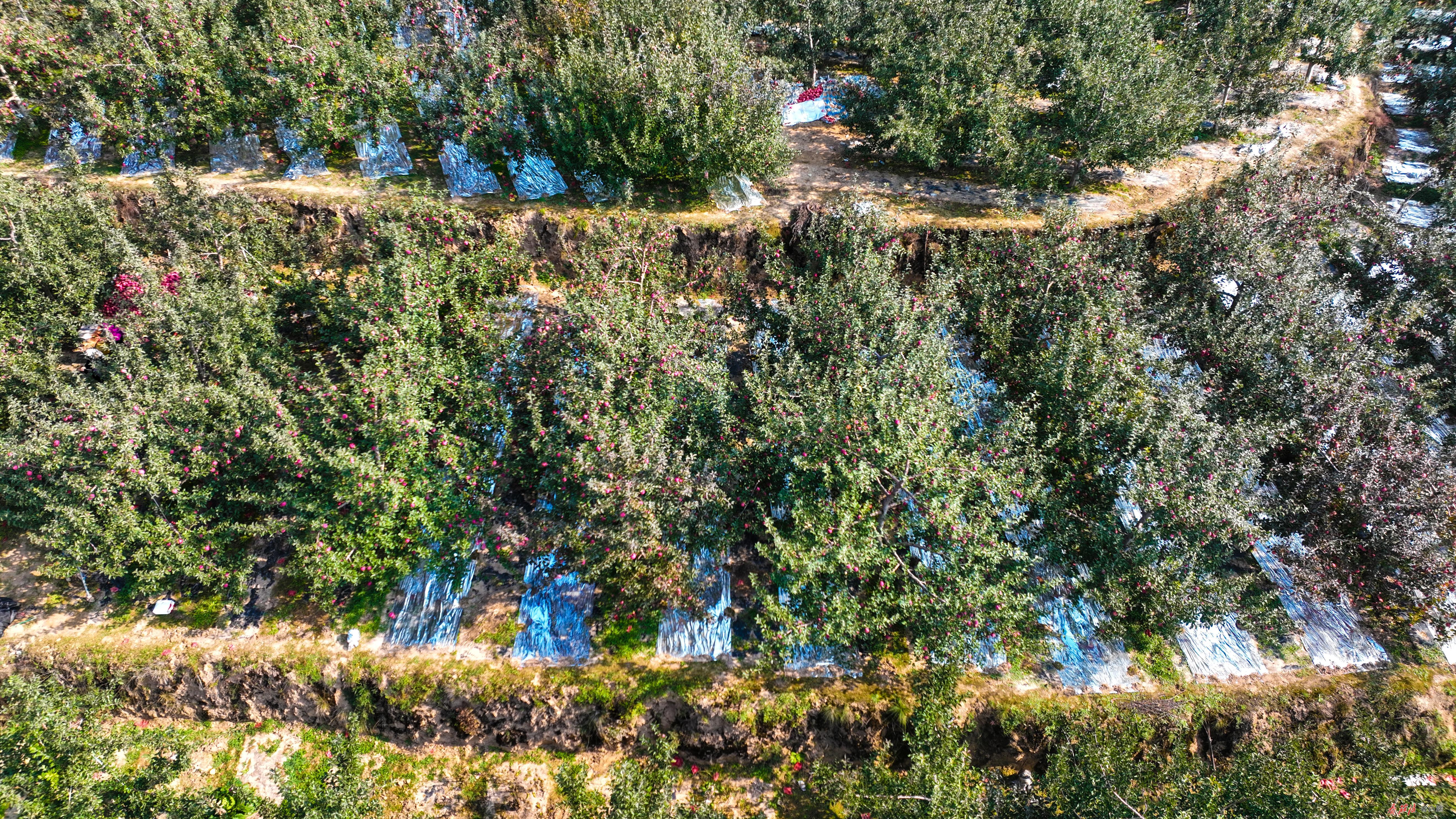 中国梯田生态苹果第一县，庄浪何以有此美称？