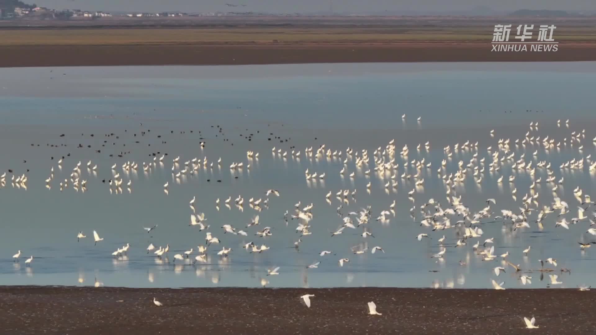 江西都昌為鄱陽湖候鳥建設立體保護網