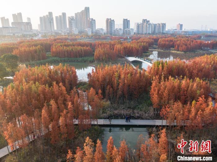 航拍江西南昌魚尾洲公園城市綠洲層林盡染美如畫