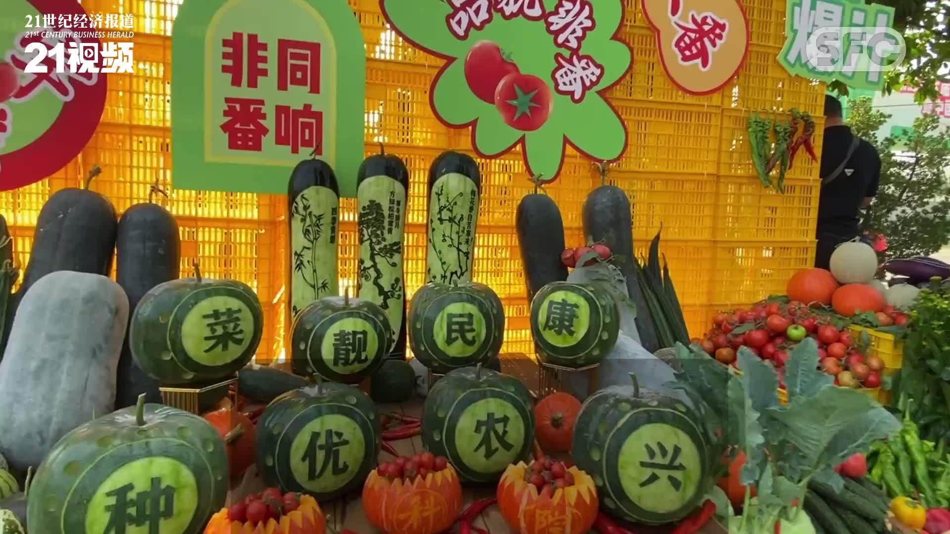 这里的番茄有“儿时的味道”，广州南沙田间展出上千个蔬菜新品种