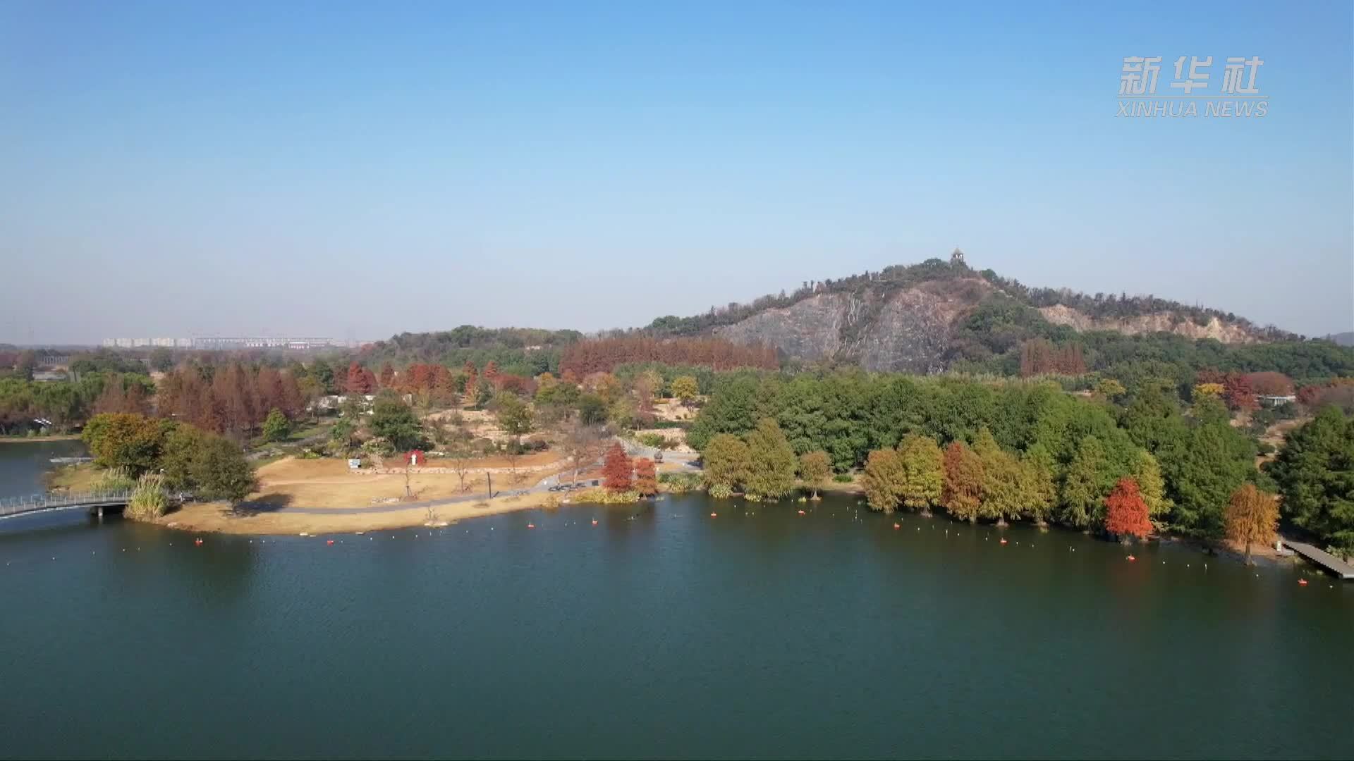 红黄橘棕 来辰山植物园打卡暖色初冬
