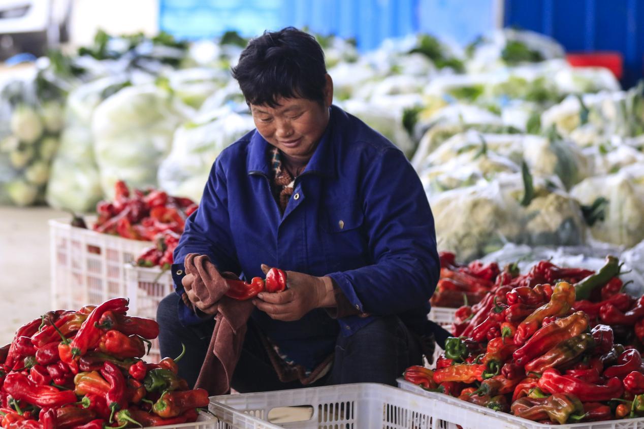 蔬菜分拣照片图片