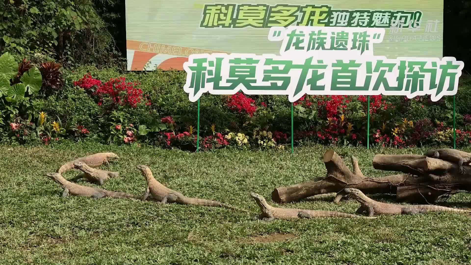 广州长隆科莫多巨蜥幼崽首次亮相