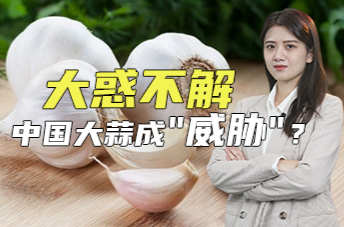 凤凰网新三农 | 大惑不解 中国大蒜成“威胁”？