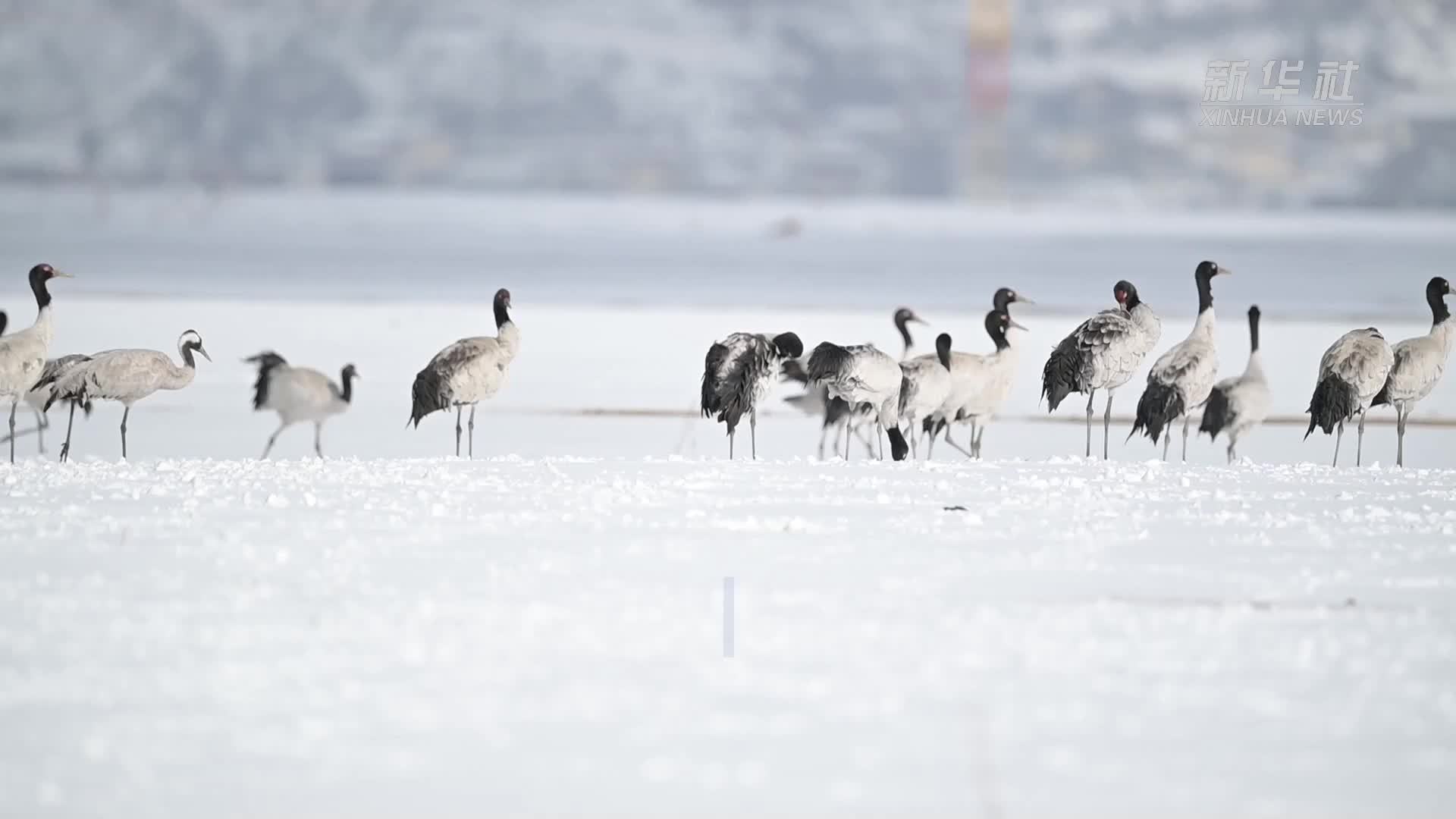 云南纳帕海湿地：黑颈鹤雪地翩舞