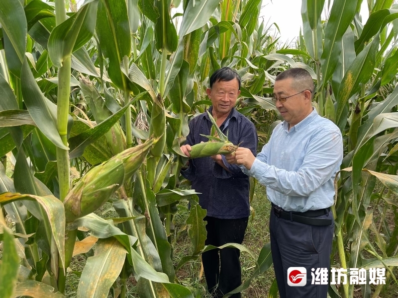 刘向东（右）察看玉米生长情况。（资料图）