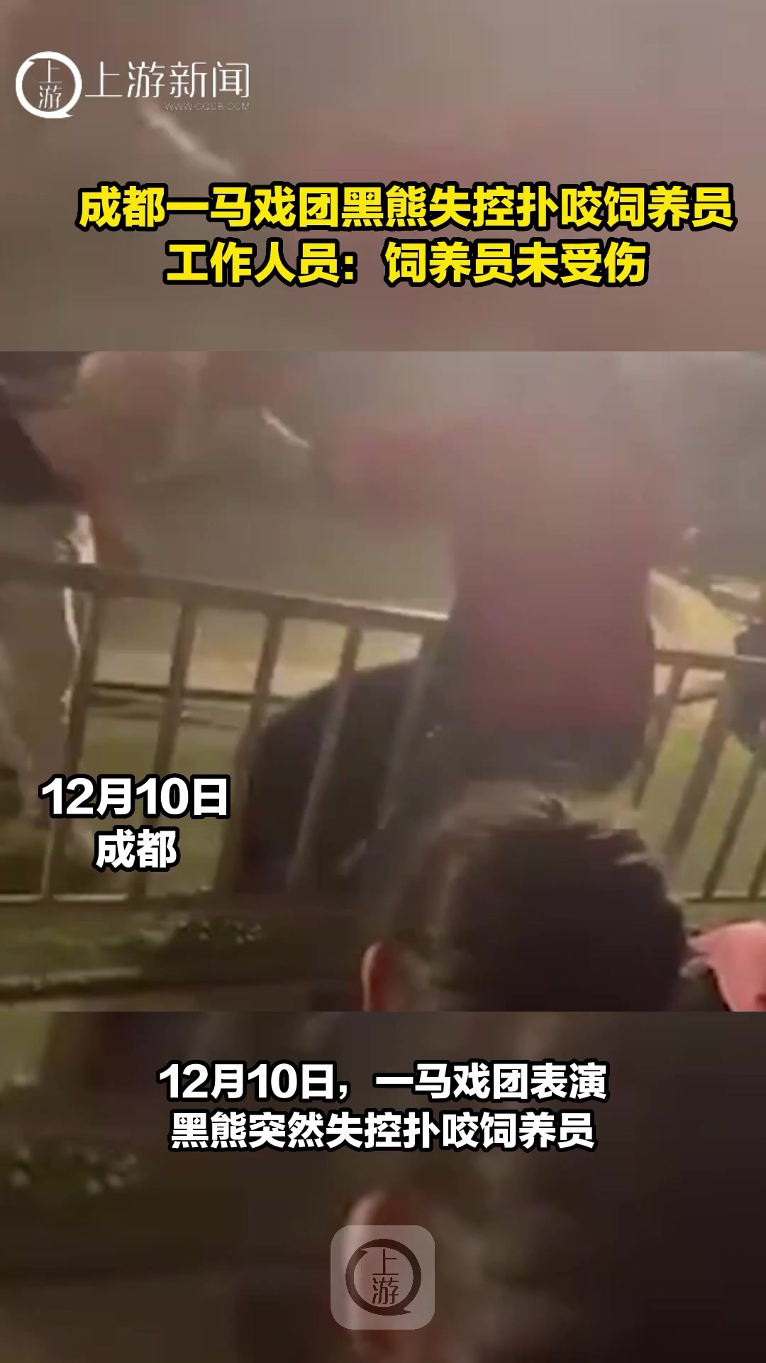成都一马戏团黑熊失控扑咬饲养员，工作人员：饲养员未受伤