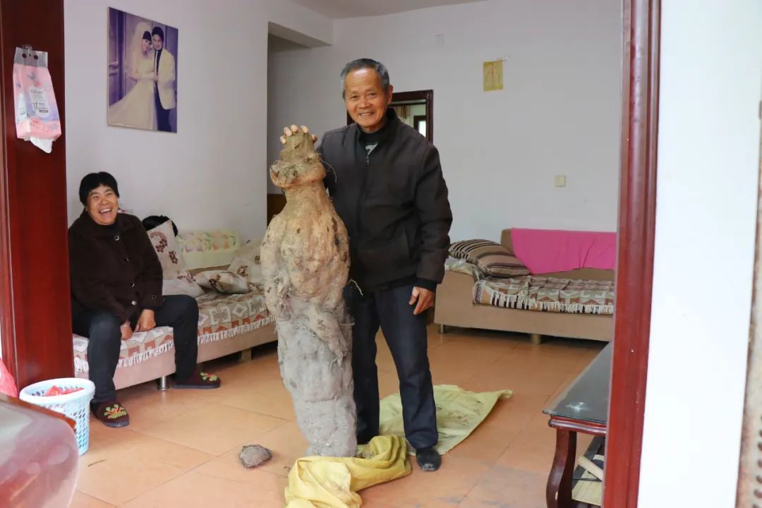 景德镇76岁老人挖到近百斤“亚洲人参”