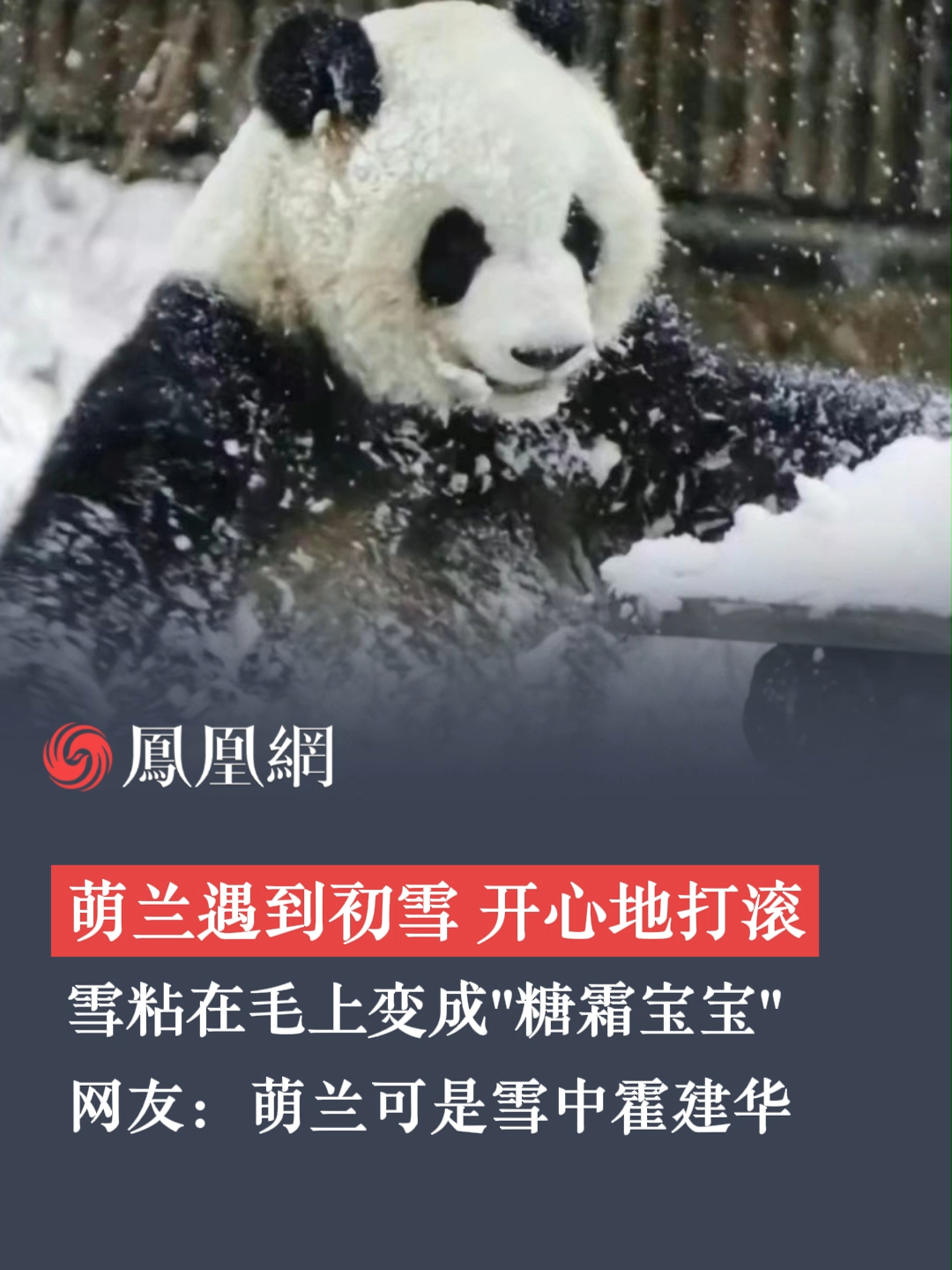“糖霜宝宝”来啦!大熊猫萌兰初雪中打滚“萌值”爆表,网友:萌兰可是“雪中霍建华”#萌兰 #大熊猫 #初雪_凤凰网视频_凤凰网