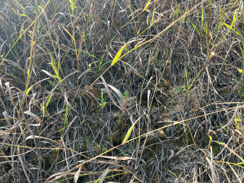 矿山上的小松树苗。李夏菁摄