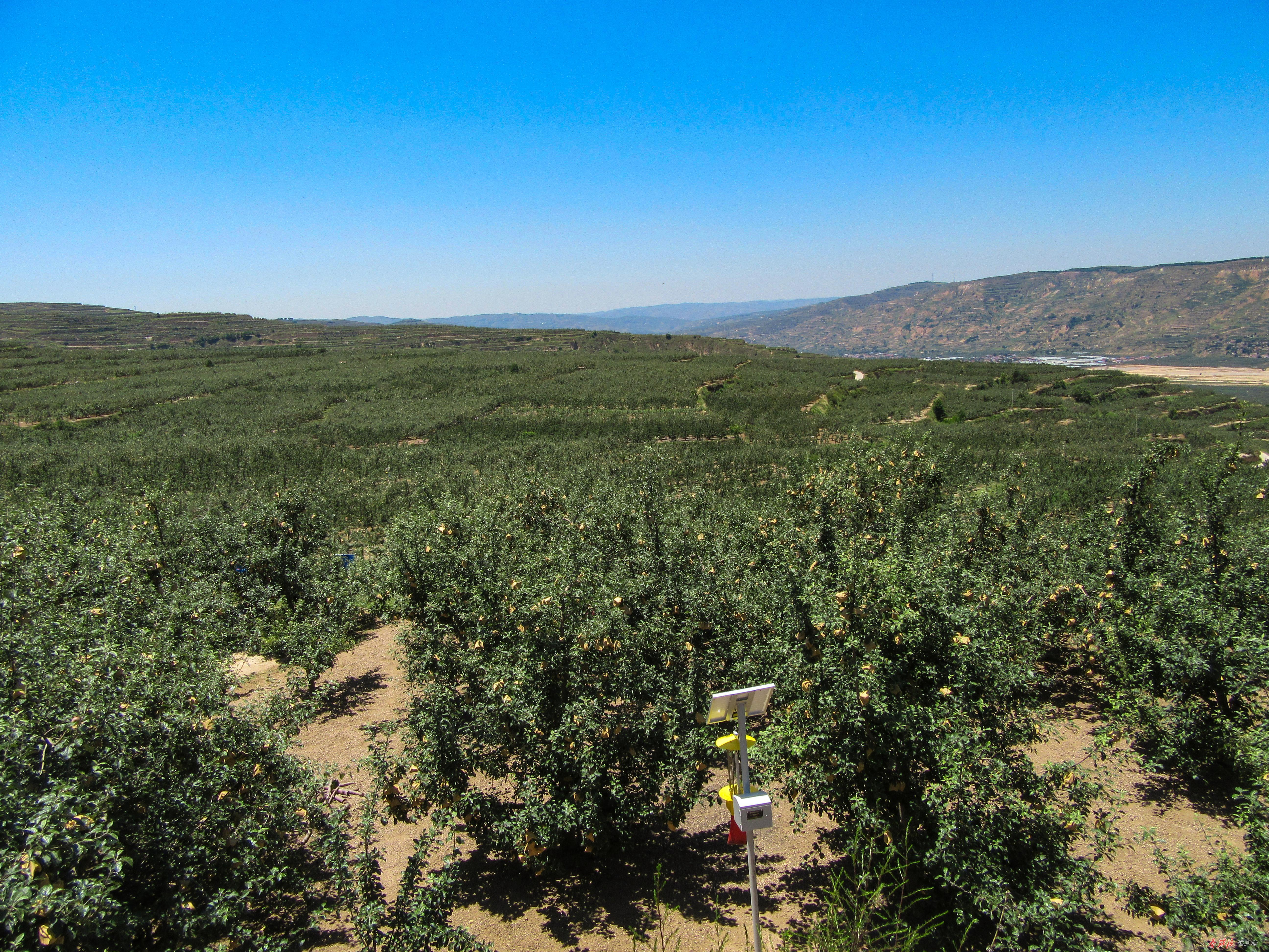 中国梯田生态苹果第一县，庄浪何以有此美称？