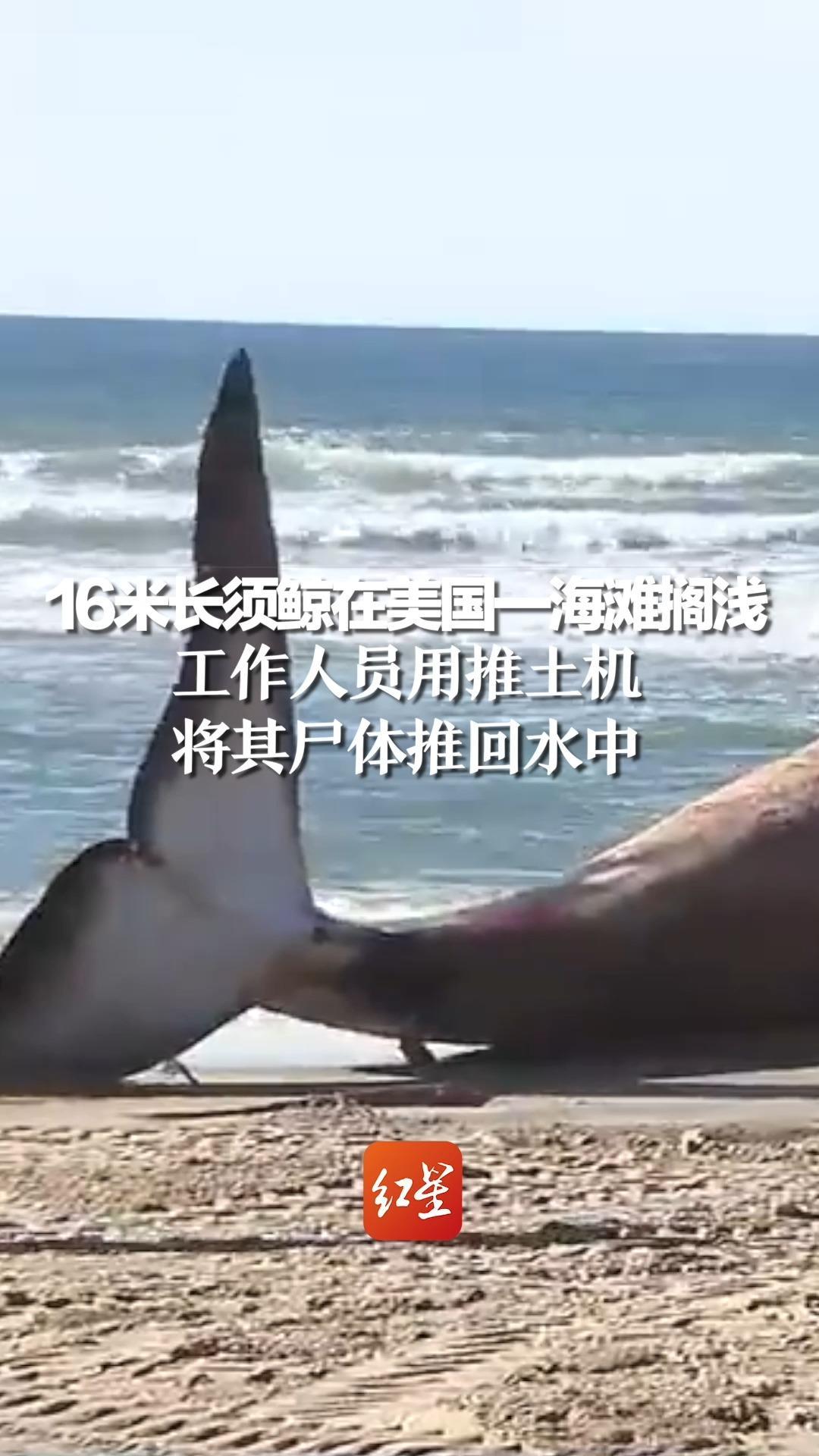 16米长须鲸在美国一海滩搁浅，工作人员用推土机将其尸体推回水中