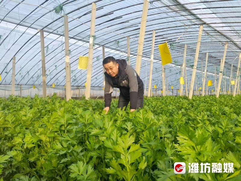 刘向东察看新品种蔬菜生长情况。