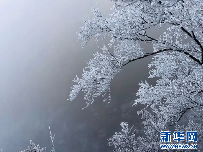 雾凇挂满枝头的冰雪世界　新华网发（雷朝阳　摄）