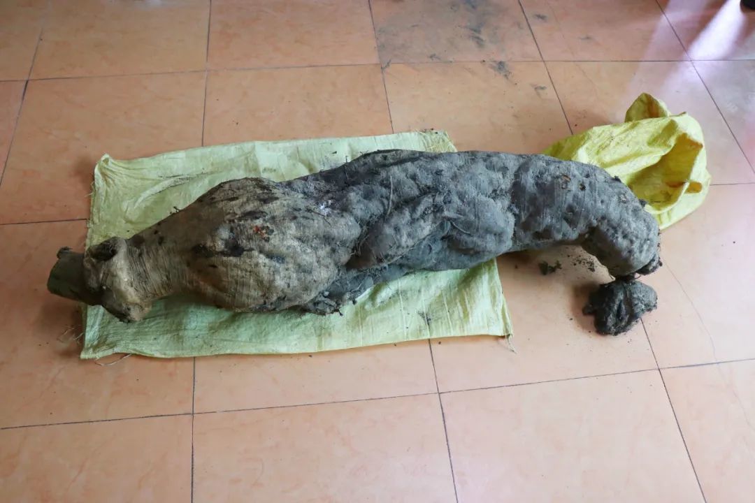 景德镇76岁老人挖到近百斤“亚洲人参”