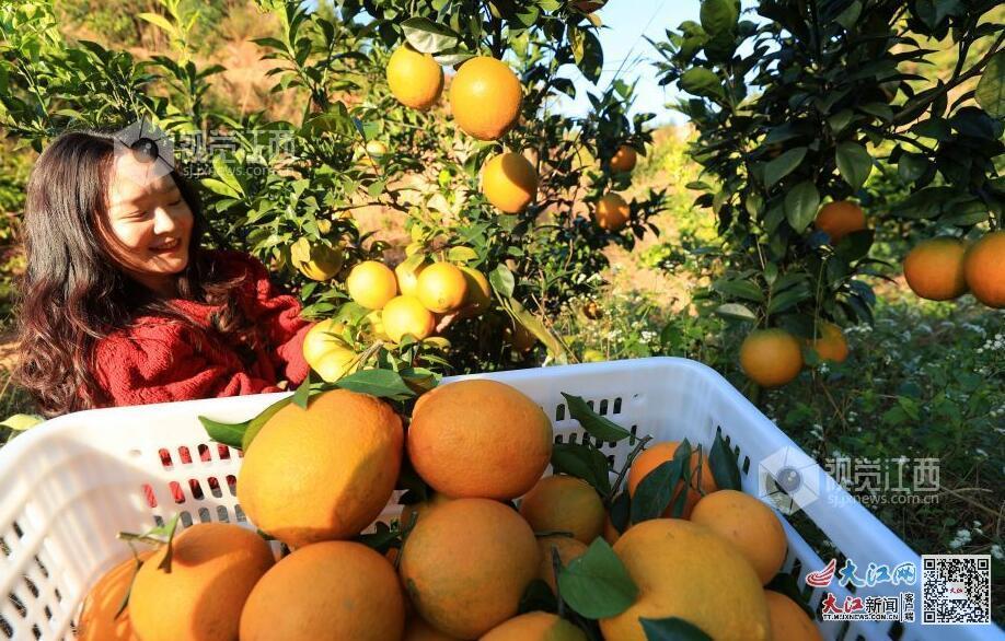 近期赣州兴国县高兴镇新圩村脐橙种植基地喜获丰收 视觉江西 邓和平 摄