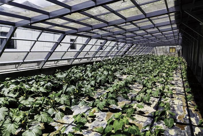 由长春市援建的定结县江嘎镇次多村温室大棚。