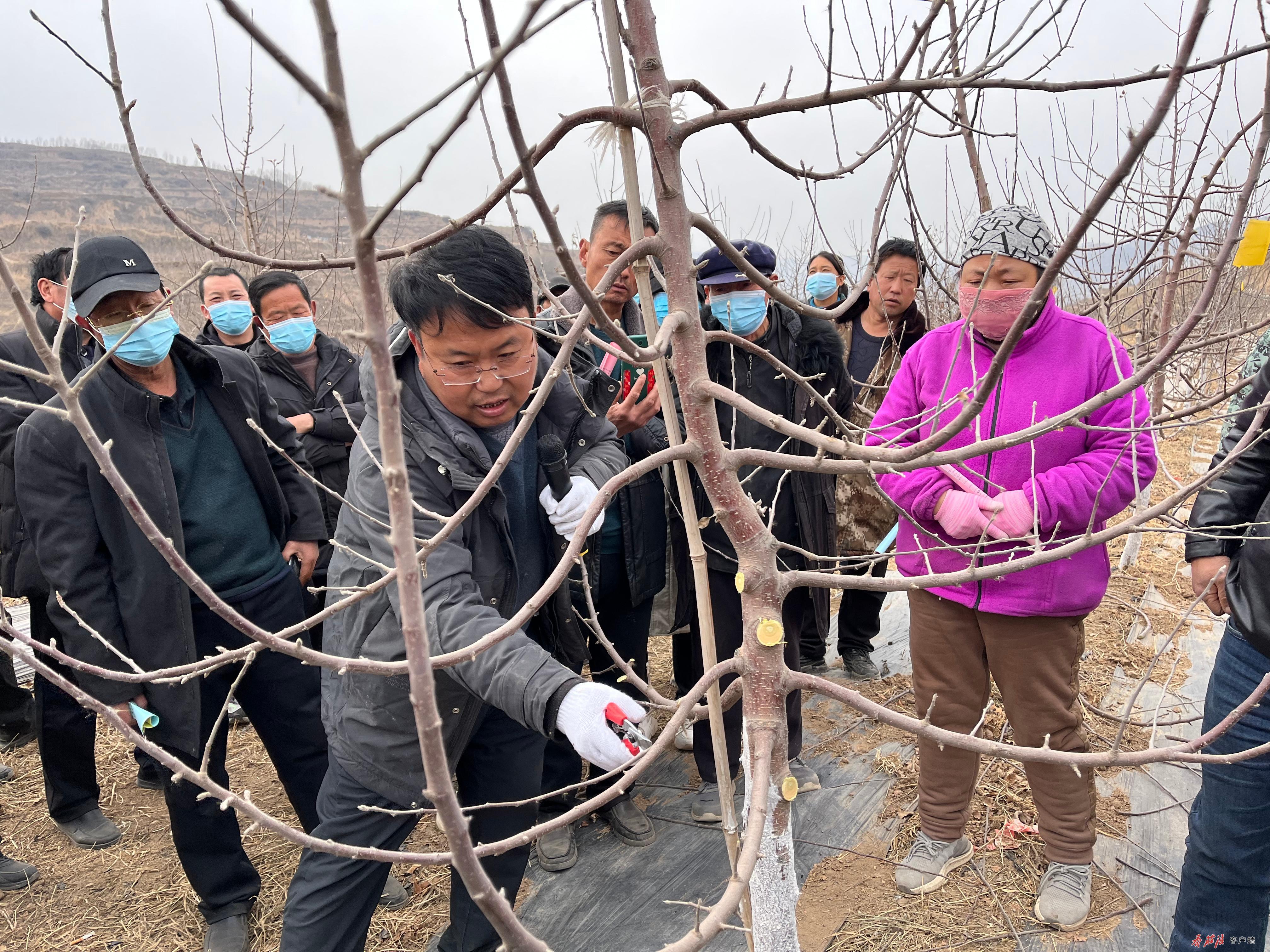 中国梯田生态苹果第一县，庄浪何以有此美称？