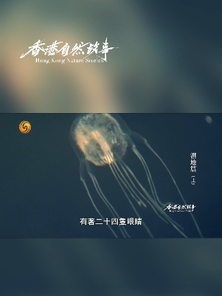 米埔三桨水母——专家路过基围，竟发现水母新物种——世界自然基金会香港分会湿地研究经理柯嘉敏在路过米埔自然保护区的咸淡水基围虾塘时，发现有大量水母聚集，经鉴定，这是中国水域内，第一次发现箱型水母的新物种