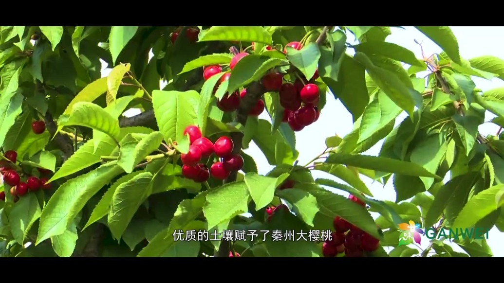 【数说甘味】秦州大樱桃