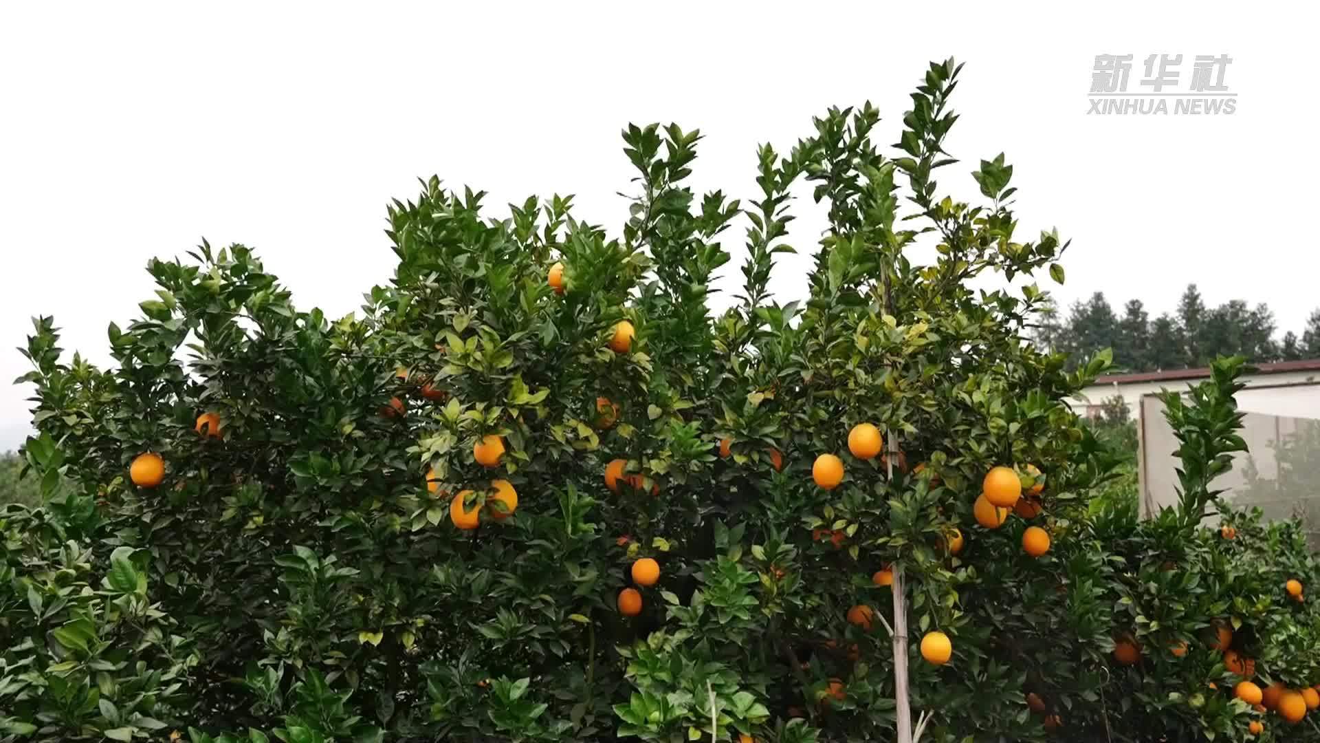 江西南康：脐橙坐上无人机“飞出大山”