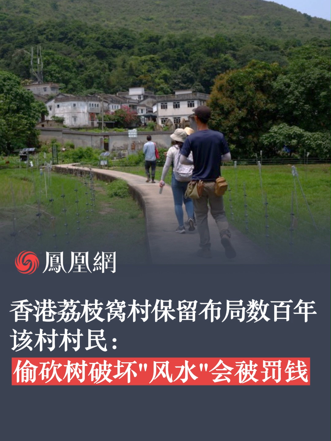 香港荔枝窝村布局保留数百年，村民称风水林可保佑“风水”破坏会被罚钱#香港#风水  #风水树