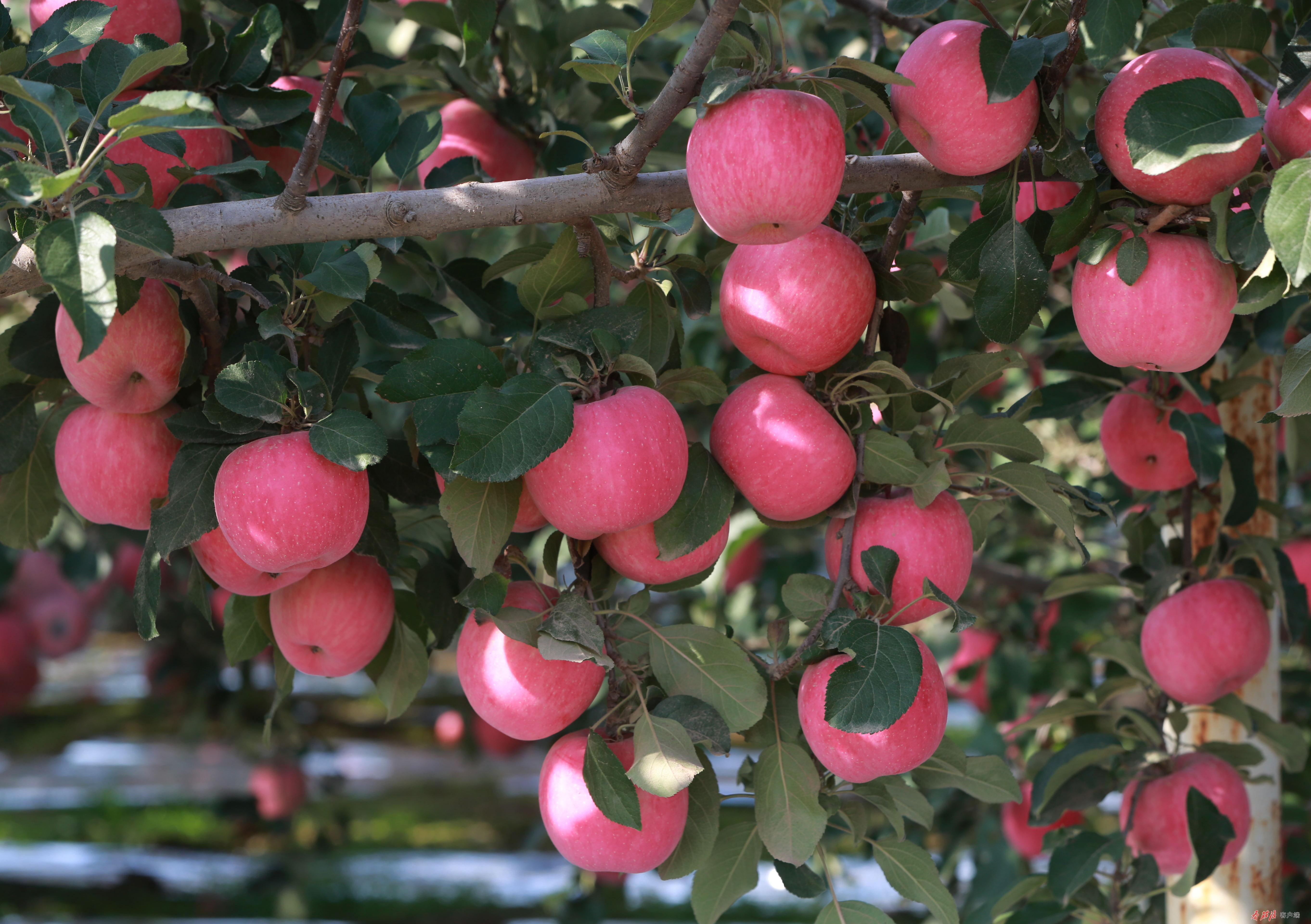 中国梯田生态苹果第一县，庄浪何以有此美称？
