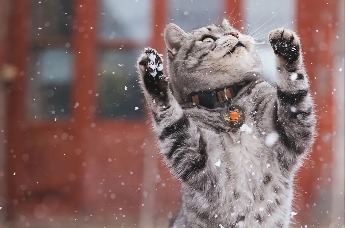见者好运！故宫的猫咪出来玩雪啦  “御前富态招财猫” 祝你冬日暴富