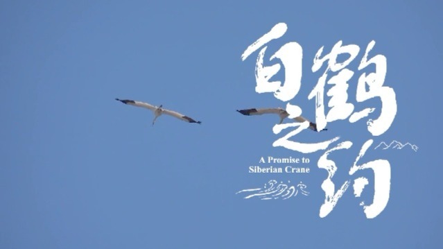 白鹤之约：追鹤人