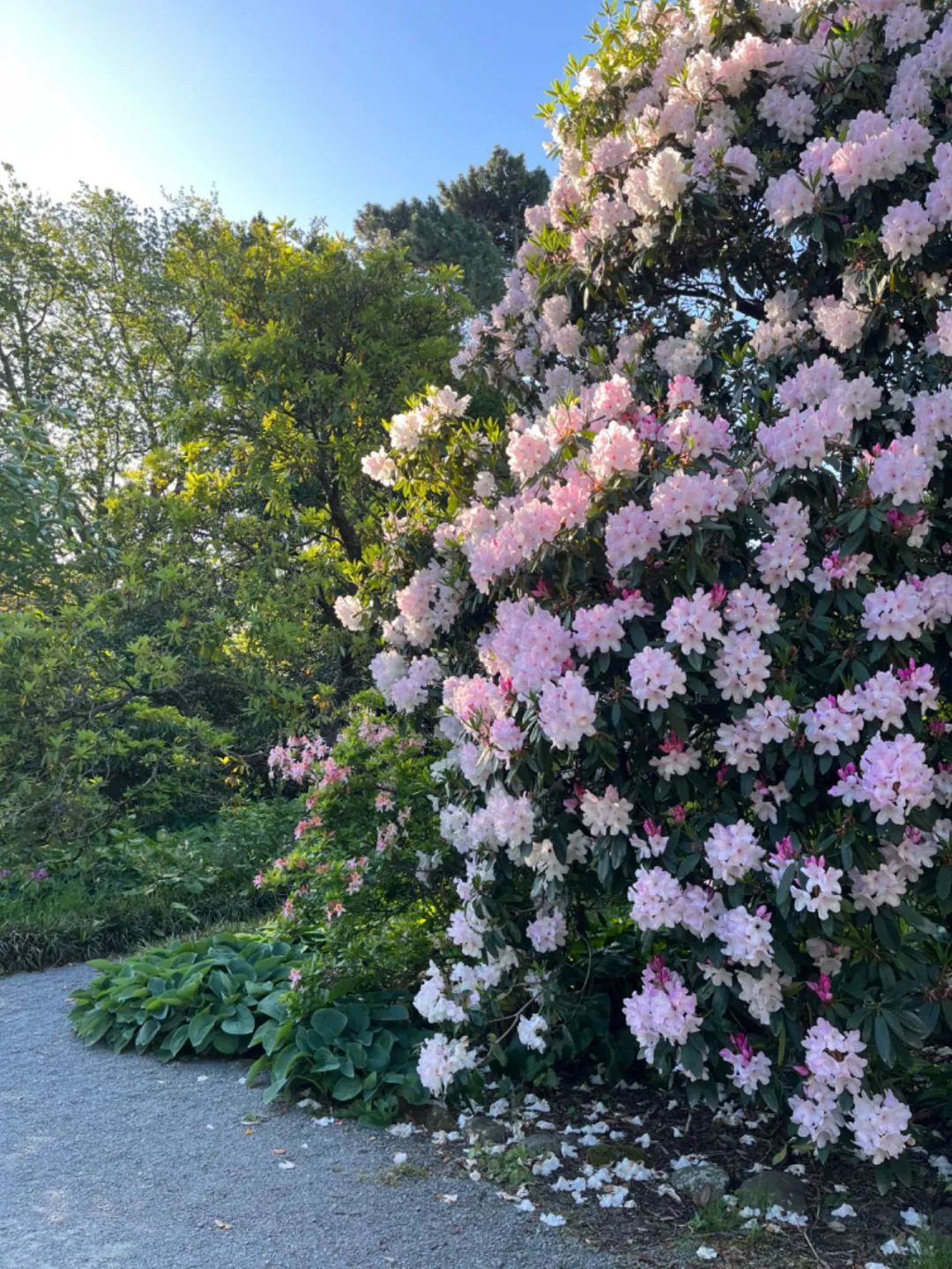 △ 植物园内盛放的杜鹃花，比我们在其他国家看到的要大数倍。（图/阿祯 摄）