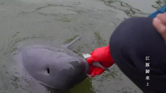 十年间江豚数量急速攀升，“迁地保护”的中国经验开始在世界范围内推广
