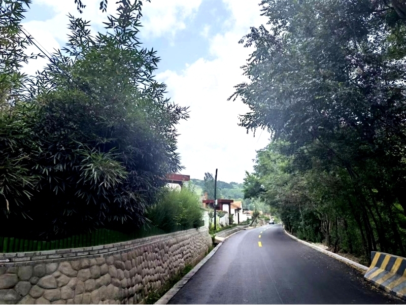 农村公路行道树修剪