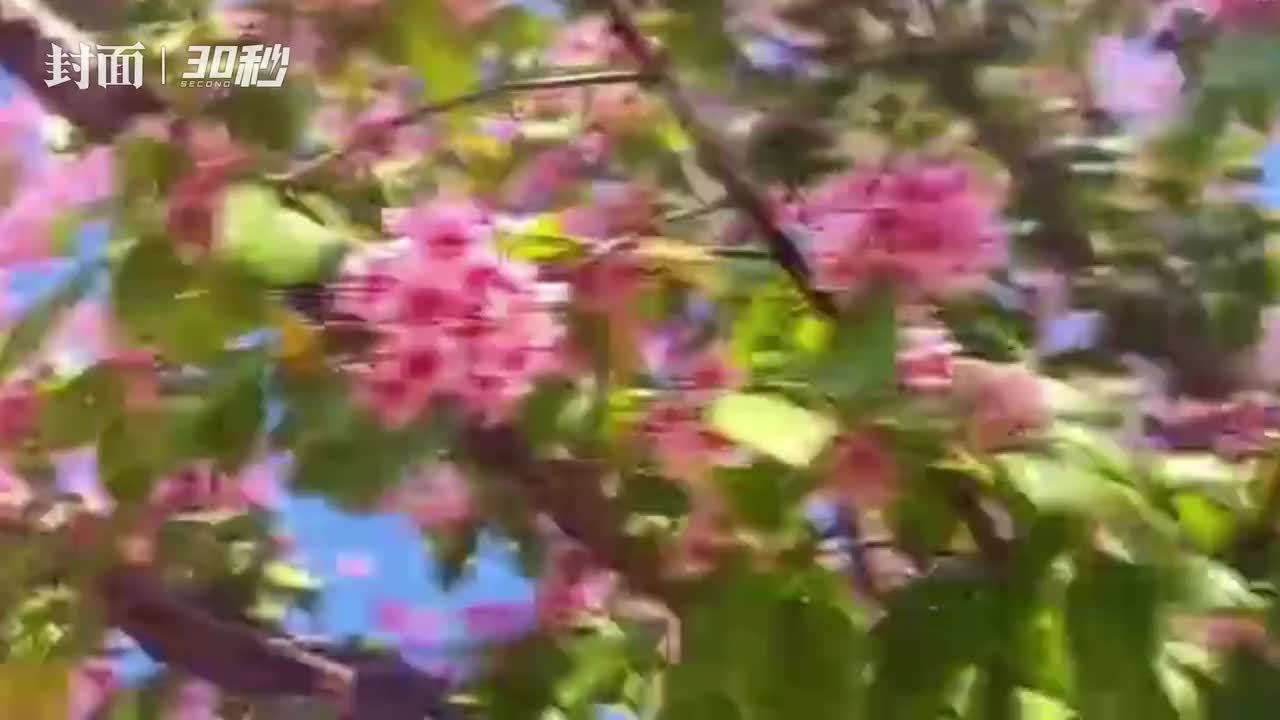 30秒丨冬至时节“花枝不断四时春” 攀枝花市仁和区冬樱花美不胜收_凤凰网视频_凤凰网