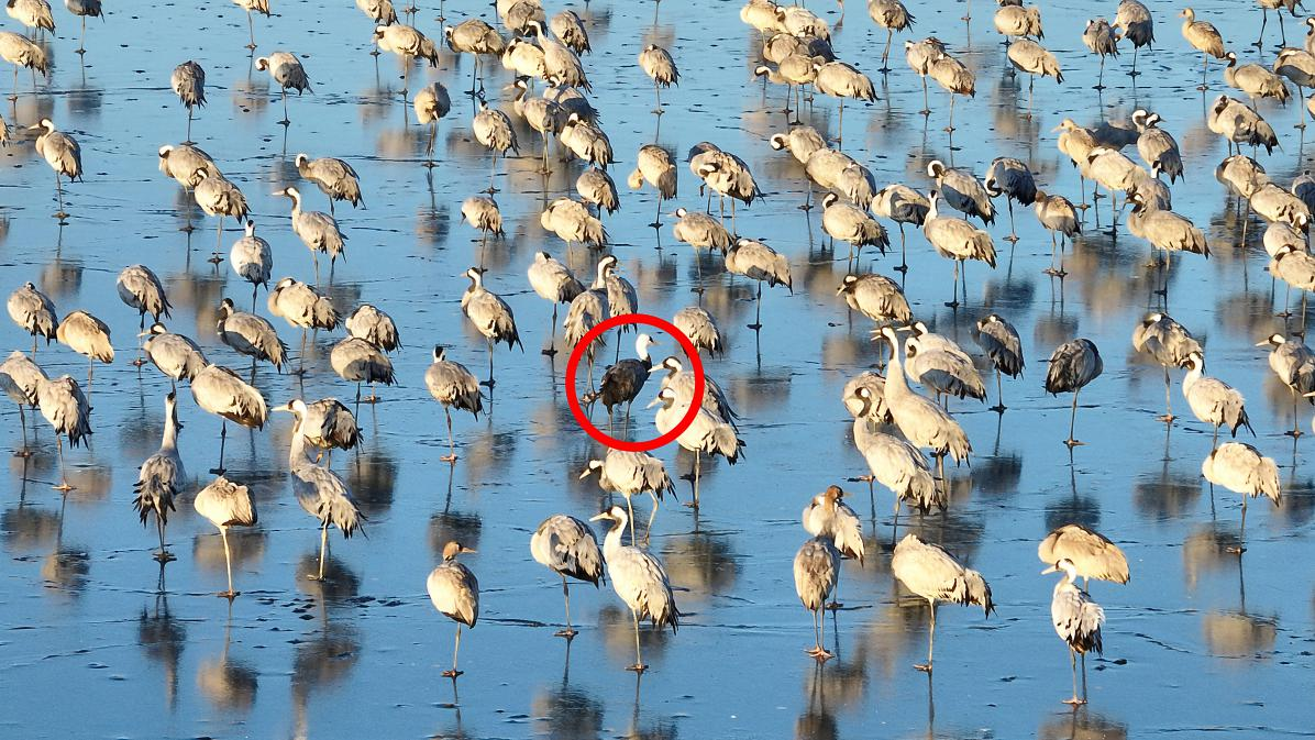 12月18日，一只白头鹤被大群灰鹤簇拥着。李明 摄