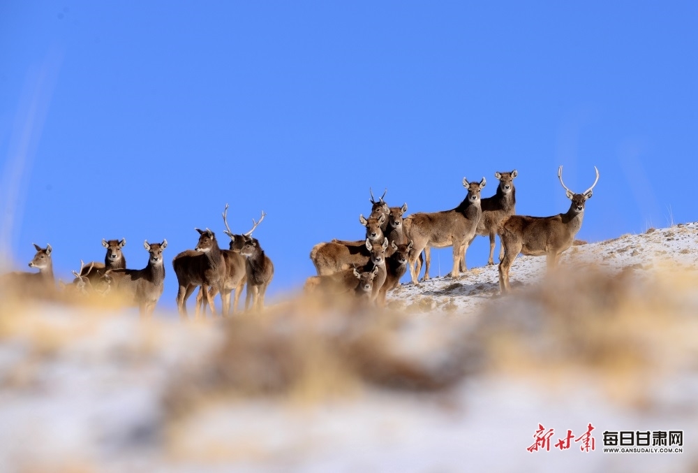 肃北盐池湾成野生动物乐园