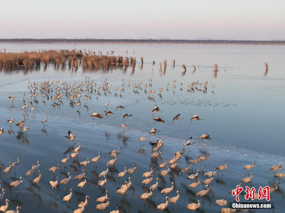 “京津冀最美湿地”河北衡水湖“冰舞台”迎来鹤舞团