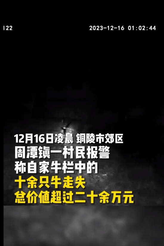 牛群走失 铜陵民警深夜冒雪找回 变身赶牛倌！