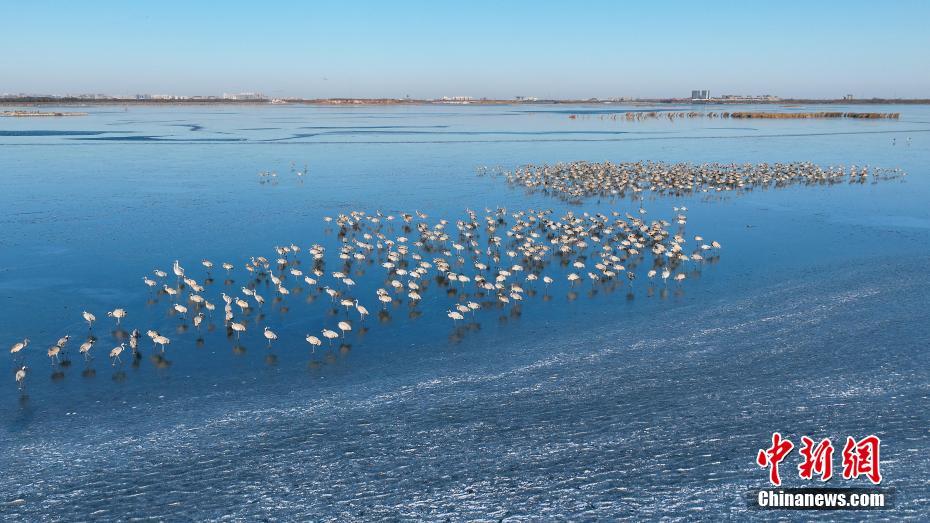 “京津冀最美湿地”河北衡水湖“冰舞台”迎来鹤舞团