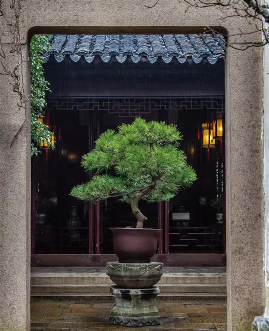 如何让盆景艺术走进千家万户：苏派盆景启动“百千万工程”